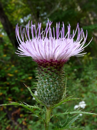 {Cirsium altissimum}